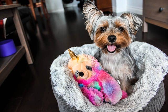 yorkshire terrier in a cozy bed
