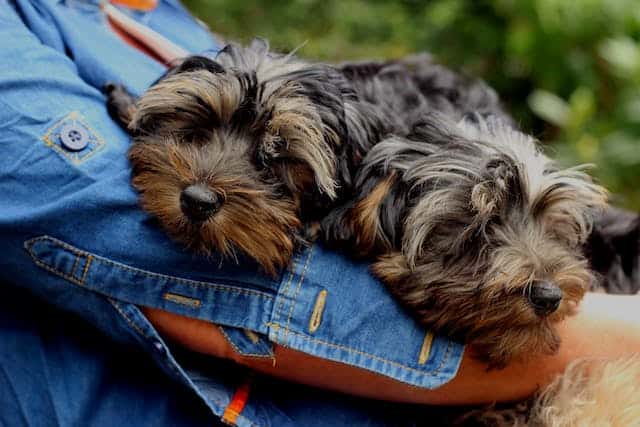 yorkshire terriers in the owners lap