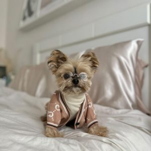 khaki-dog-designer-gg-sweater
