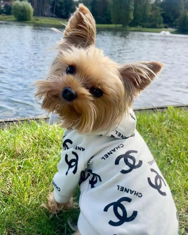 hoodies for yorkshire terriers