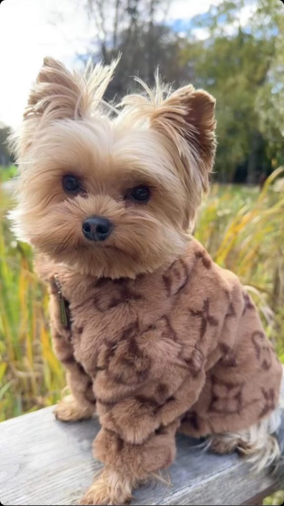 faux fur jacket for a yorkshire terrier