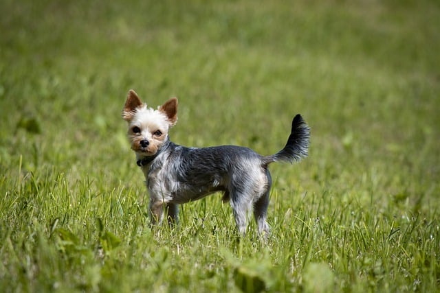 yorkshire terrier tail